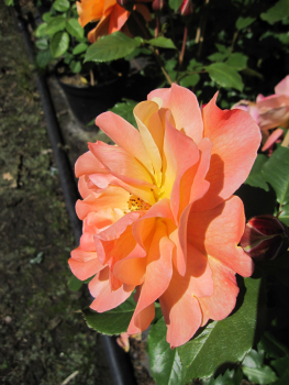 Kletterrose Alchymist